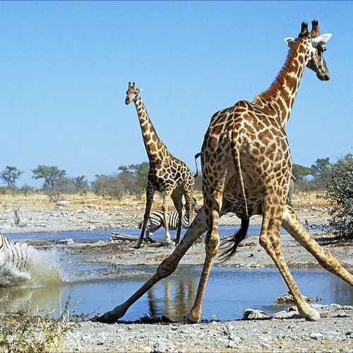 Giraffen in Etosha Nationaal Park